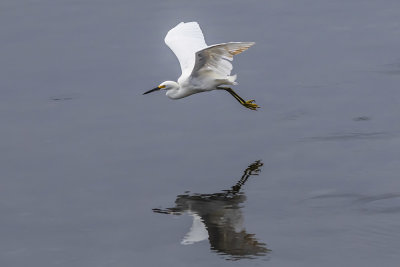 Snowy Egret