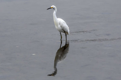 Snowy Egret