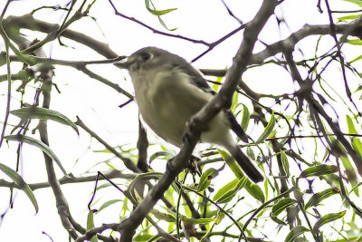 Hutton's Vireo