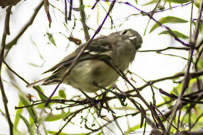 Hutton's Vireo