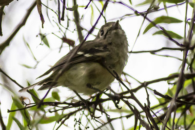 Hutton's Vireo