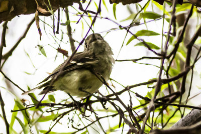 Hutton's Vireo