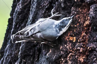 White-breasted Nuthatch