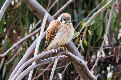 American Kestrel