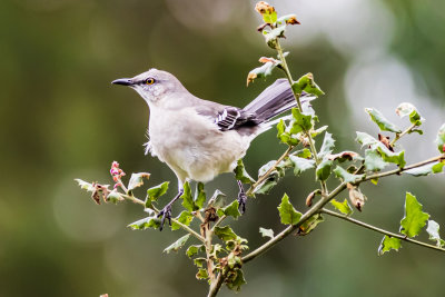 Northern Mockingbird