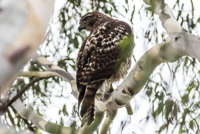 Red-tailed Hawk