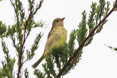 Western Tanager