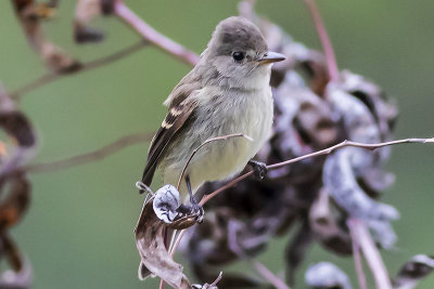 Willow Flycatcher