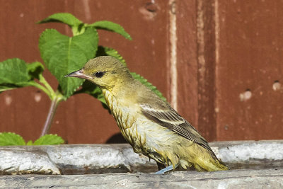 Hooded Oriole
