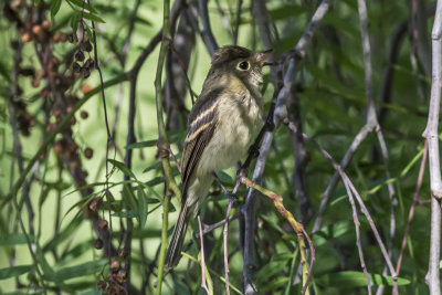 Willow Flycatcher