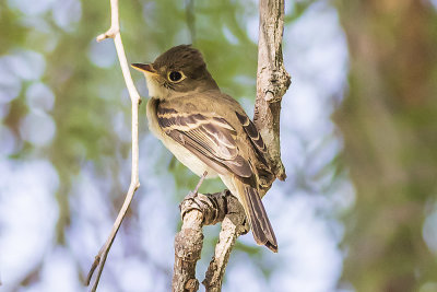 Willow Flycatcher