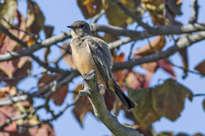 Say's Phoebe