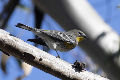 Yellow-rumped Warbler