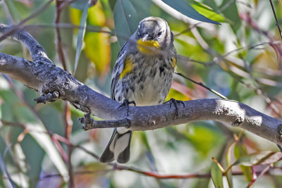 Yellow-rumped Warbler