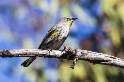 Yellow-rumped Warbler