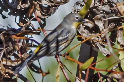 Yellow-rumped Warbler