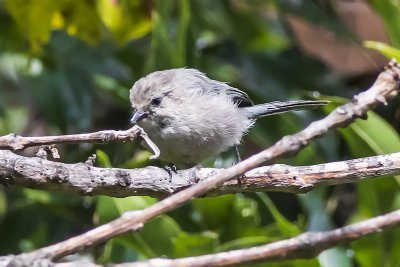 Bushtit