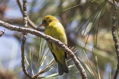 Scarlet Tanager