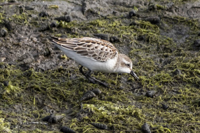 Least Sandpiper