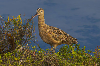 Long-billed Curlew