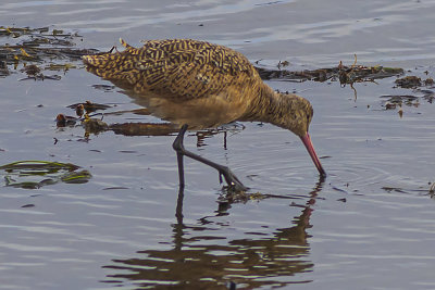 Marbled Godwit