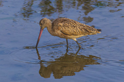 Marbled Godwit