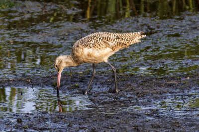 Marbled Godwit