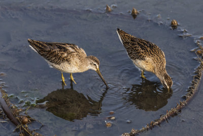 Short-billed Dowitcher