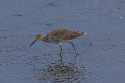  Willet