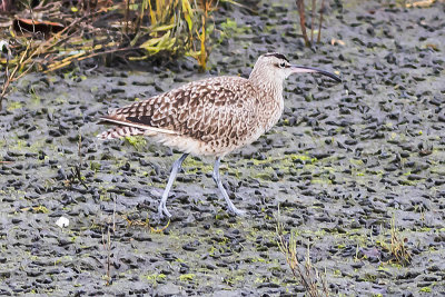 Bristle-thighed Curlew