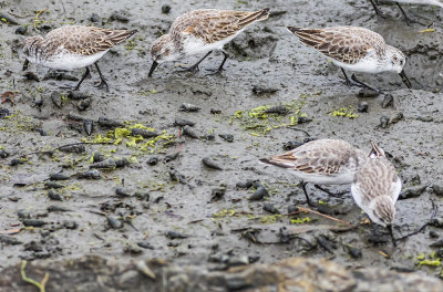 Dunlin