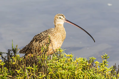 Long-billed Curlew