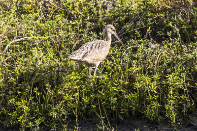 Long-billed Curlew