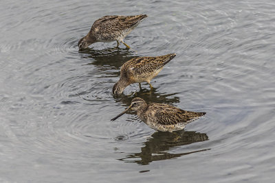 Long-billed Dowitcher