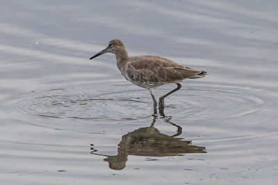 Willet