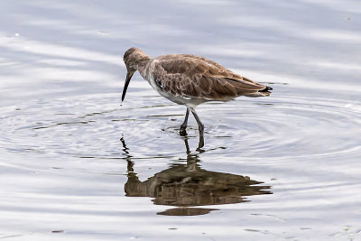 Willet