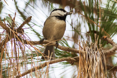 Mountain Chickadee