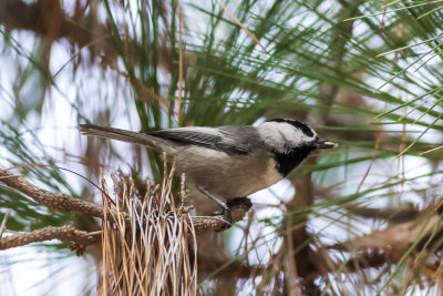 Mountain Chickadee