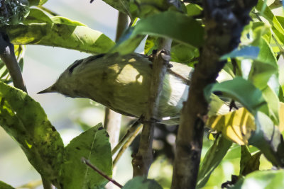 Bell's Vireo