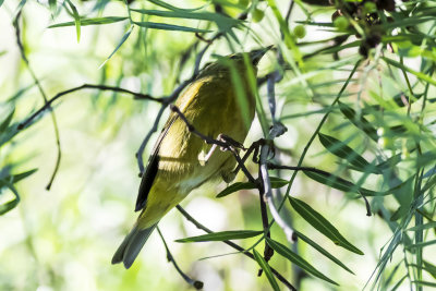 Orange-crowned Warbler