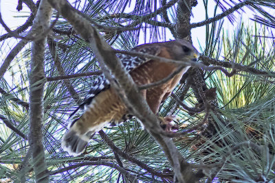 Red-shouldered Hawk