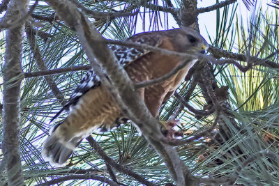 Red-shouldered Hawk