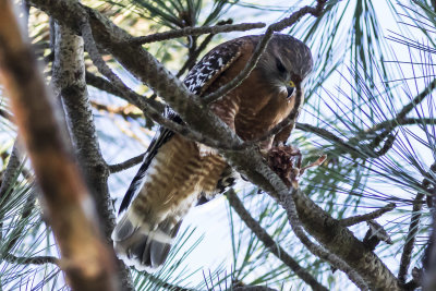Red-shouldered Hawk