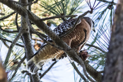 Red-shouldered Hawk