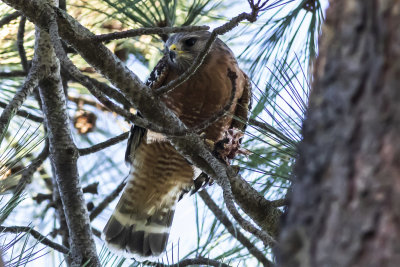 Red-shouldered Hawk