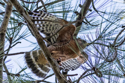 Red-shouldered Hawk