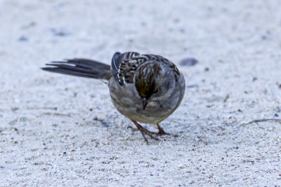 Golden-crowned Sparrows