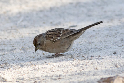 Golden-crowned Sparrows