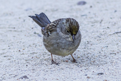 Golden-crowned Sparrows