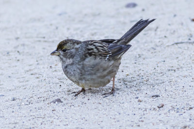 Golden-crowned Sparrows